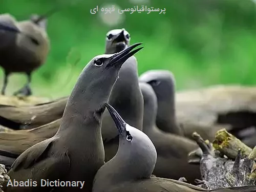 پرستواقیانوسی قهوه ای